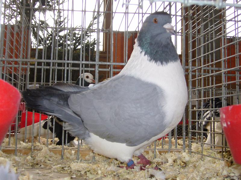 Kreisschau Coesfeld 2008 220.jpg - Strasser blau ohne Binden von Ernst Jahms Preis HV 96 SE